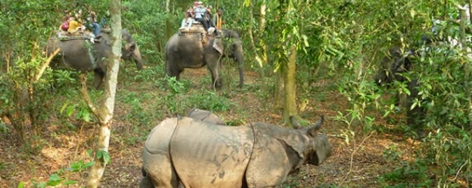 Chitwan Wildlife Jungle Safari.