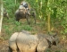 Chitwan-Gungle-Safari-Tour.jpg